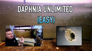 How I Raise Daphnia Water Fleas And You Can Too [upl. by Ardnoed]