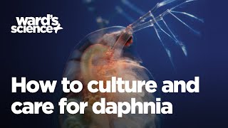 Caring and Culturing for Daphnia [upl. by Jade910]