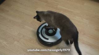 Cat shows HOW TO use iRobot Roomba Vacuum [upl. by Oster111]