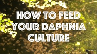 How To Feed Your Daphnia Culture [upl. by Ott]