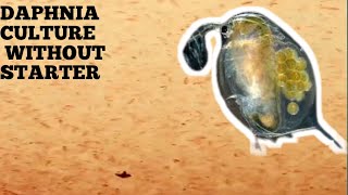 HOW TO CULTURE DAPHNIA NATURALLY WITHOUT A STARTER [upl. by Nnaeel]