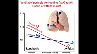 Ventilatie perfusie verhouding VaQ ratio [upl. by Selmner]