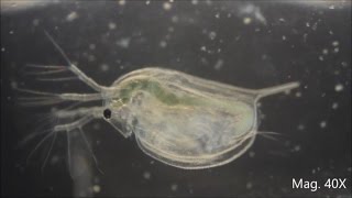 Daphnia magna under the Microscope [upl. by Annohsak439]