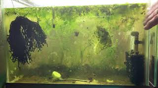 Scuds Daphnia Cherry Shrimp Copepods My aquatic food culture [upl. by Radack29]