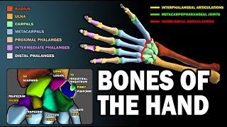 BONES OF THE HAND LEARN IN 25 MINUTES [upl. by Trescha]