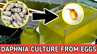 HOW TO HATCH DAPHNIA EGGS  HOW TO CULTURE DAPHNIA [upl. by Arot207]