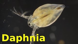 Daphnia [upl. by Palocz]