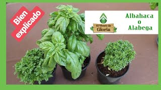 🌱 la ALBAHACA cuidados CONSEJO 💚 BIEN EXPLICADO [upl. by Yukio278]