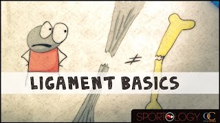 Ligament Basics  Science Explained [upl. by Onitsoga843]