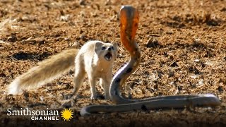 10 Craziest Animal Fights in the Animal Kingdom 🐍 Lions Hippos Cobras  Smithsonian Channel [upl. by Laforge]