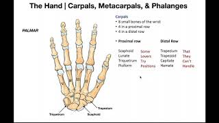 Bones and Joints of the Hand [upl. by Nosille203]