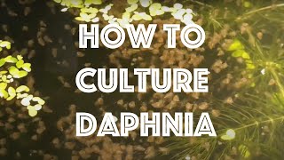 How To Culture Daphnia Magna [upl. by Delanie]