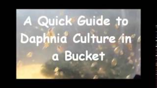 How to culture daphnia outside [upl. by Aldercy]