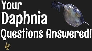 Daphnia Questions Answered [upl. by Eelanna]