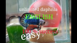 daphnia moina culture Easy way Unlimited production English  with sub Green water Chlorella [upl. by Vanzant]