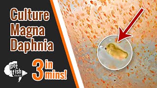 How to culture DAPHNIA MAGNA  The easy way [upl. by Ledairam956]