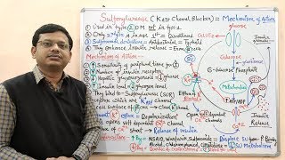 Diabetes Mellitus Part10 Mechanism of Action of Sulfonylurease  Antidiabetic Drugs  Diabetes [upl. by Eentroc750]