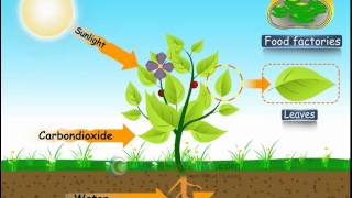 CBSE Science  Class 7 NUTRITION IN PLANTS – PHOTOSYNTHESIS [upl. by Constantin984]