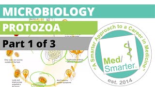 Protozoa  Microbiology  USMLE STEP 1  Part 1 of 3 [upl. by Sorac]