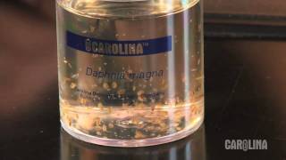 How to Care for Daphnia [upl. by Itsuj]