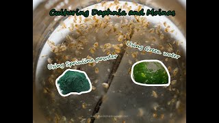 How To Culture Daphnia and Moinas using Green Water Spirulina powder [upl. by Brodench]