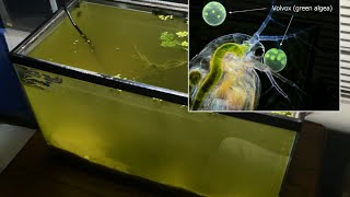 Raising Daphnia for the Freshwater Aquarium [upl. by Ellon]