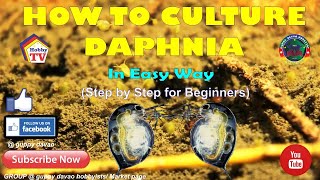 HOW TO CULTURE DAPHNIA In Easy Way [upl. by Ewell]