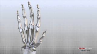 Hand Anatomy Animated Tutorial [upl. by Klenk900]